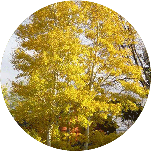 A Aspen Prairie Gold tree.